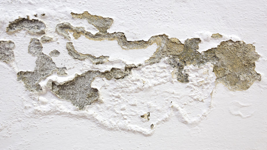 54300089 - mold on the wall