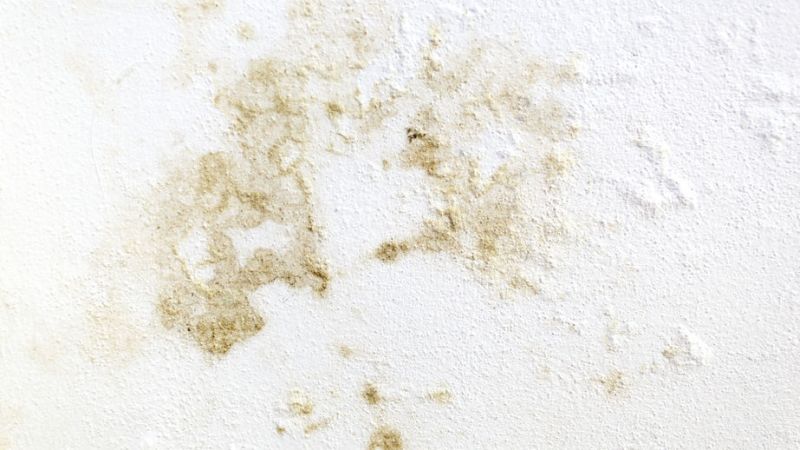 Pokud máte na zdi plíseň, poraďte se s profesionálem „Odstraňování plísně Praha“